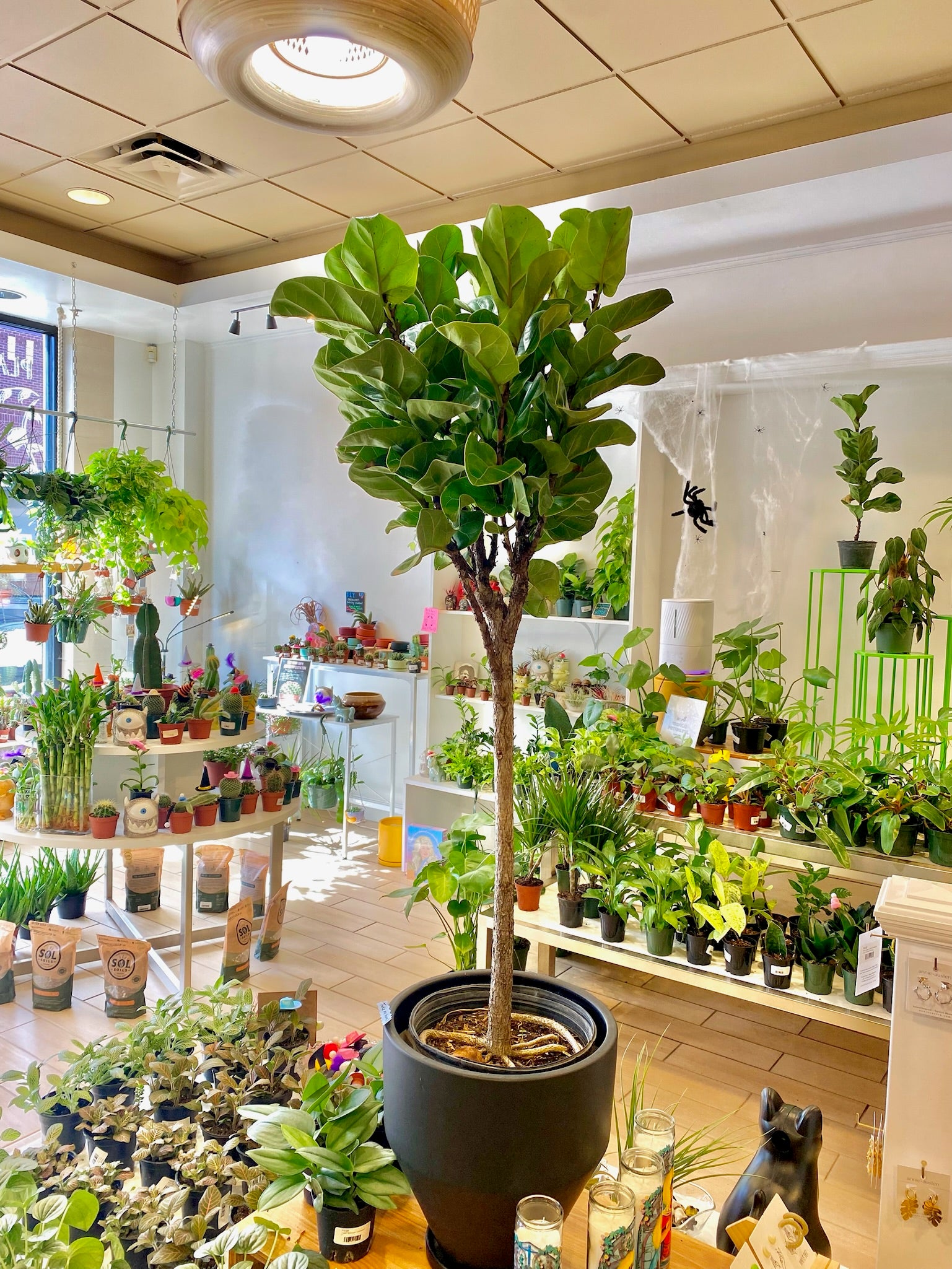 Kenzan  Shop Verdant, Kansas City, Mo Plant Store